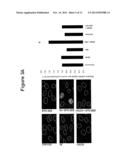 COMBINATION OF DNA REPAIR INHIBITION WITH BENDAMUSTINE OR GEMCITABINE IN     THE TREATMENT OF CANCER diagram and image