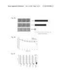 COMBINATION OF DNA REPAIR INHIBITION WITH BENDAMUSTINE OR GEMCITABINE IN     THE TREATMENT OF CANCER diagram and image