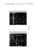 METHODS AND COMPOSITIONS INVOLVING MIRNA AND MIRNA INHIBITOR MOLECULES diagram and image