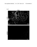 USE OF INTERLEUKIN 10 MRNA TRANSFECTED MACROPHAGES IN ANTI-INFLAMMATORY     THERAPIES diagram and image