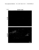 USE OF INTERLEUKIN 10 MRNA TRANSFECTED MACROPHAGES IN ANTI-INFLAMMATORY     THERAPIES diagram and image