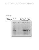 TARGETED SCHIFF BASE COMPLEXES diagram and image