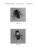 METHOD FOR LABELING A LIVING ORGANISM diagram and image