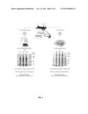 GELC-MS USING STAIN FREE TECHNOLOGY diagram and image