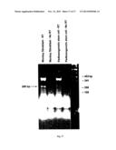 GYNOGENETIC OR ANDROGENETIC PRODUCTION OF PLURIPOTENT CELLS AND CELL     LINES, AND USE THEREOF TO PRODUCE DIFFERENTIATED CELLS AND TISSUES diagram and image