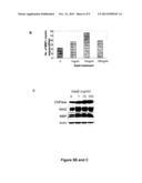 TAM RECEPTORS AND TAM RECEPTOR LIGANDS IN DETECTION AND MODULATION OF     NEUROPATHOLOGICAL DISEASE diagram and image