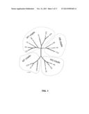 HUMAN BINDING MOLECULES CAPABLE OF NEUTRALIZING INFLUENZA VIRUS H3N2 AND     USES THEREOF diagram and image