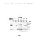 HUMAN BINDING MOLECULES CAPABLE OF NEUTRALIZING INFLUENZA VIRUS H3N2 AND     USES THEREOF diagram and image