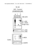 TRRAP AND GRIN2A MUTATIONS AND USE THEREOF FOR THE DIAGNOSIS AND TREATMENT     OF MELANOMA diagram and image