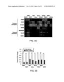 COMPOSITIONS AND METHODS FOR THE TREATMENT OR PREVENTION OF CHEMORESISTANT     NEOPLASIA diagram and image