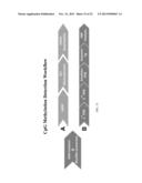 PRIMERS FOR ANALYZING METHYLATED SEQUENCES AND METHODS OF USE THEREOF diagram and image