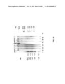 METHODS AND COMPOSITIONS FOR GENERATING AND AMPLIFYING DNA LIBRARIES FOR     SENSITIVE DETECTION AND ANALYSIS OF DNA METHYLATION diagram and image