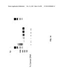 METHODS AND COMPOSITIONS FOR GENERATING AND AMPLIFYING DNA LIBRARIES FOR     SENSITIVE DETECTION AND ANALYSIS OF DNA METHYLATION diagram and image