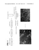 Immortalization of Epithelial Cells and Methods of Use diagram and image