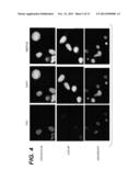 Immortalization of Epithelial Cells and Methods of Use diagram and image