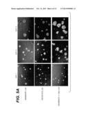 Immortalization of Epithelial Cells and Methods of Use diagram and image