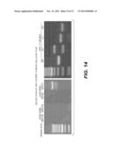 Immortalization of Epithelial Cells and Methods of Use diagram and image