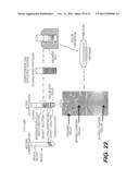 Immortalization of Epithelial Cells and Methods of Use diagram and image