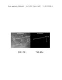 VIABILITY STAINING METHOD diagram and image