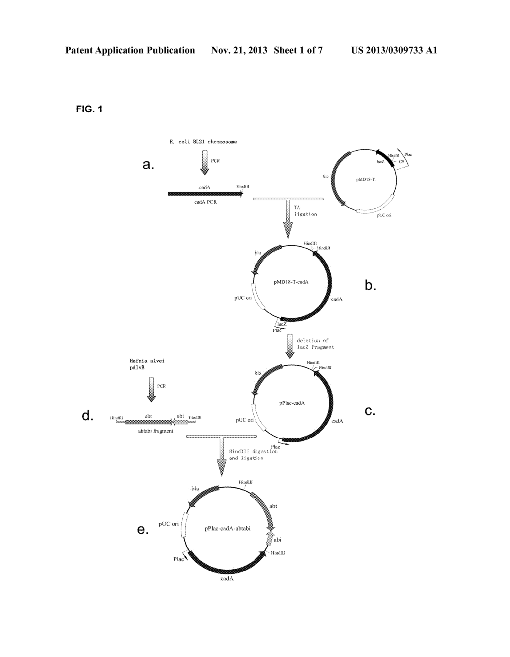 STABILIZED RECOMBINANT EXPRESSION PLASMID VECTOR IN HAFNIA ALVEI AND     APPLICATIONS THEREOF - diagram, schematic, and image 02