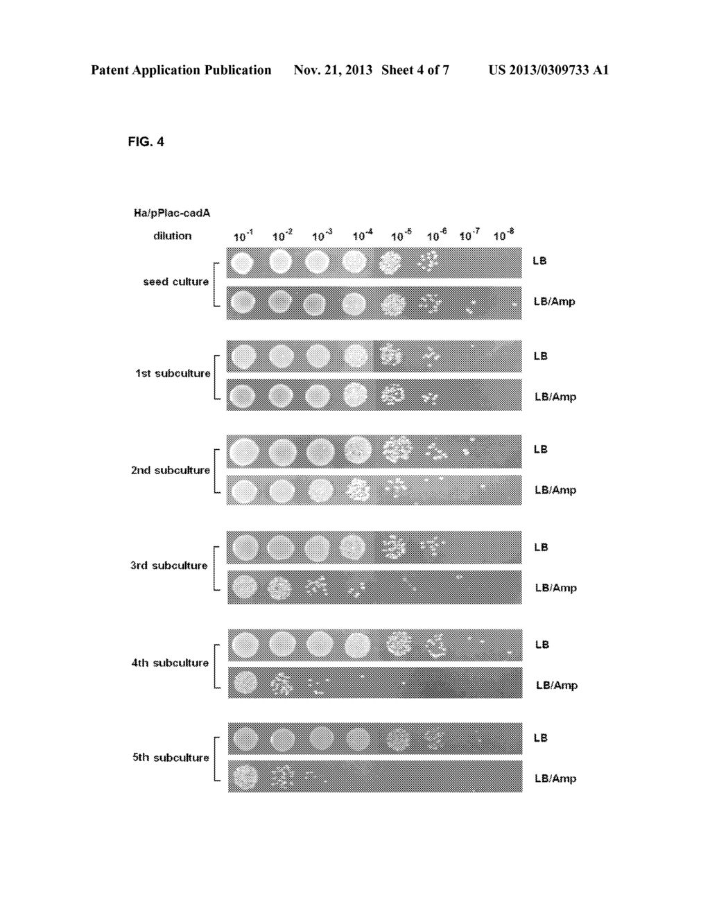 STABILIZED RECOMBINANT EXPRESSION PLASMID VECTOR IN HAFNIA ALVEI AND     APPLICATIONS THEREOF - diagram, schematic, and image 05