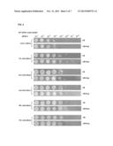 STABILIZED RECOMBINANT EXPRESSION PLASMID VECTOR IN HAFNIA ALVEI AND     APPLICATIONS THEREOF diagram and image