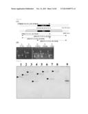 METHOD FOR TRANSFORMATION OF STRAMENOPILE diagram and image