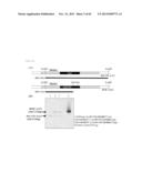 METHOD FOR TRANSFORMATION OF STRAMENOPILE diagram and image