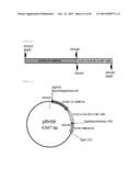 METHOD FOR TRANSFORMATION OF STRAMENOPILE diagram and image