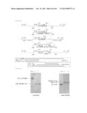 METHOD FOR TRANSFORMATION OF STRAMENOPILE diagram and image