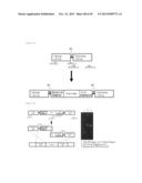 METHOD FOR TRANSFORMATION OF STRAMENOPILE diagram and image