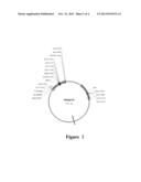 ANTIBODY PREPARATION METHOD, AND ANTIBODY AND ANTIBODY LIBRARY THUS     PREPARED diagram and image