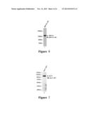 ANTIBODY PREPARATION METHOD, AND ANTIBODY AND ANTIBODY LIBRARY THUS     PREPARED diagram and image