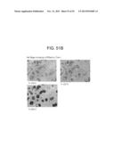 FORMS OF RIFAXIMIN AND USES THEREOF diagram and image