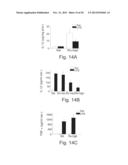 ANTISENSE OLIGONUCLEOTIDES AGAINST AchE IN THE TREATMENT OF     GASTROINTESTINAL INFLAMMATION DISORDERS diagram and image