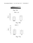 ANTISENSE OLIGONUCLEOTIDES AGAINST AchE IN THE TREATMENT OF     GASTROINTESTINAL INFLAMMATION DISORDERS diagram and image