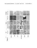 METHOD AND ASSAY FOR GLYCOSYLATION PATTERN DETECTION RELATED TO CELL STATE     OF STEM CELLS diagram and image