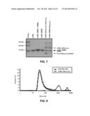 RESPIRATORY SYNCYTIAL VIRUS VACCINE diagram and image