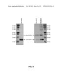 RESPIRATORY SYNCYTIAL VIRUS VACCINE diagram and image