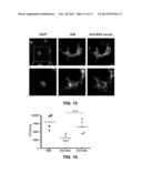 RESPIRATORY SYNCYTIAL VIRUS VACCINE diagram and image