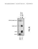 RESPIRATORY SYNCYTIAL VIRUS VACCINE diagram and image