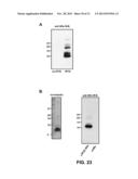 RESPIRATORY SYNCYTIAL VIRUS VACCINE diagram and image