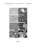 GENERATION OF NOVEL BONE FORMING CELLS (MONOOSTEOPHILS) FROM LL-37 TREATED     MONOCYTES diagram and image