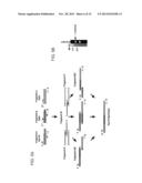 METHODS OF DIAGNOSING DISEASE USING OVERLAP EXTENSION PCR diagram and image