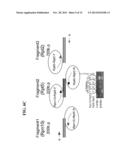 METHODS OF DIAGNOSING DISEASE USING OVERLAP EXTENSION PCR diagram and image