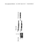 METHODS OF DIAGNOSING DISEASE USING OVERLAP EXTENSION PCR diagram and image