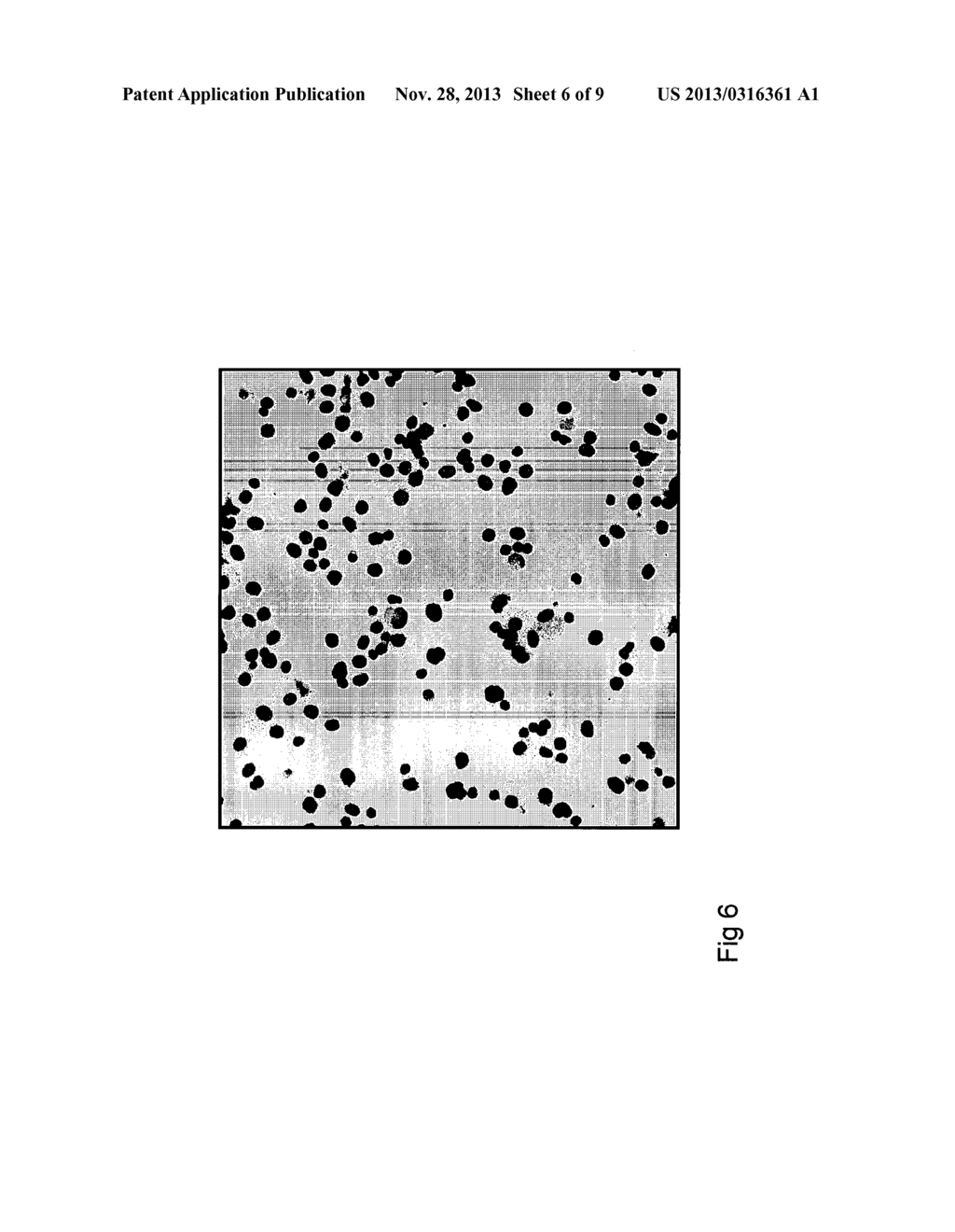 METHOD FOR THE DIAGNOSIS OF A CARCINOMA AND USES THEREOF - diagram, schematic, and image 07