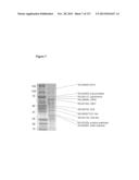 METHODS AND COMPOSITIONS FOR IMPROVING SUGAR TRANSPORT, MIXED SUGAR     FERMENTATION, AND PRODUCTION OF BIOFUELS diagram and image