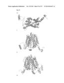 METHODS AND COMPOSITIONS FOR IMPROVING SUGAR TRANSPORT, MIXED SUGAR     FERMENTATION, AND PRODUCTION OF BIOFUELS diagram and image