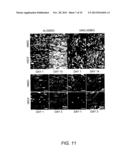 Methods for Producing Tissue Scaffold Directing Differentiation of Seeded     Cells and Tissue Scaffolds Produced Thereby diagram and image